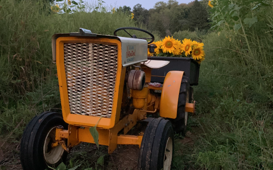 Fresh cut sunflowers in Hellertown, PA